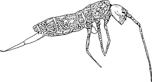 Attēlu rezultāti vaicājumam “Hypogastrura sp.”