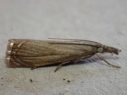 Attēlu rezultāti vaicājumam “Chrysoteuchia culmella”