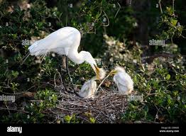 Attēlu rezultāti vaicājumam “Egretta alba adult”