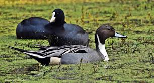 Attēlu rezultāti vaicājumam “Anas acuta”