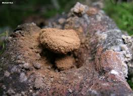 Attēlu rezultāti vaicājumam “Asterophora lycoperdoides”