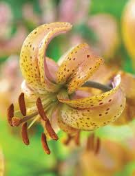 Attēlu rezultāti vaicājumam “Lilium martagon bud”