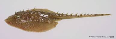 Image result for Amblyraja radiata