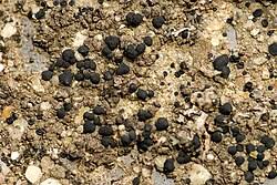 Attēlu rezultāti vaicājumam “Porpidia macrocarpa”