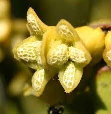 Attēlu rezultāti vaicājumam “Viscum album female flower”