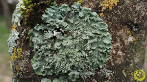 Attēlu rezultāti vaicājumam “Punctelia subrudecta”