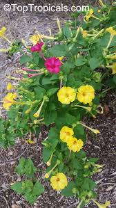 Image result for Mirabilis jalapa