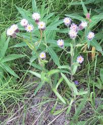 Attēlu rezultāti vaicājumam “Erigeron acris”