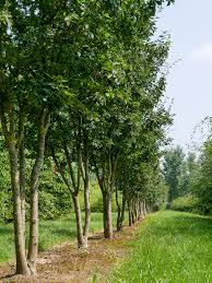 Attēlu rezultāti vaicājumam “Sorbus alnifolia”