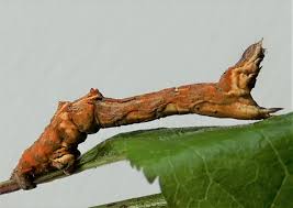 Attēlu rezultāti vaicājumam “Selenia dentaria larva”