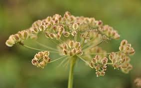 Attēlu rezultāti vaicājumam “Laserpitium latifolium bud”