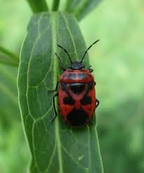 Attēlu rezultāti vaicājumam “Eurydema dominulus”