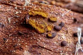 Attēlu rezultāti vaicājumam “Trichia contorta”