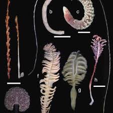 Attēlu rezultāti vaicājumam “Saelania glaucescens sporophyte”