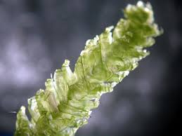 Attēlu rezultāti vaicājumam “Plagiothecium sp.”