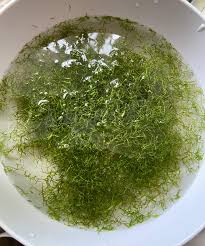 Attēlu rezultāti vaicājumam “Riccia fluitans”