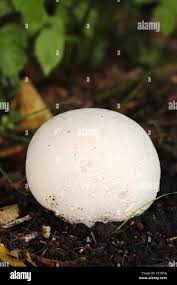 Attēlu rezultāti vaicājumam “Langermania gigantea”