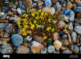 Attēlu rezultāti vaicājumam “Sedum acre flower”