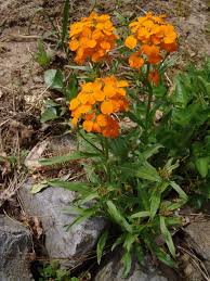 Attēlu rezultāti vaicājumam “Erysimum hieracifolium”