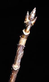 Attēlu rezultāti vaicājumam “Acer saccharinum bud”