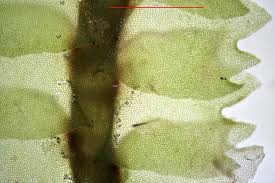 Attēlu rezultāti vaicājumam “Barbilophozia barbata”