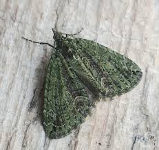 Attēlu rezultāti vaicājumam “Chloroclysta siterata”