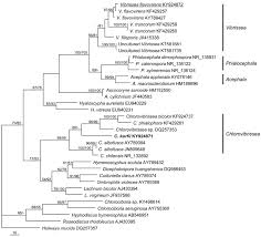 Attēlu rezultāti vaicājumam “Vibrissea decolorans”
