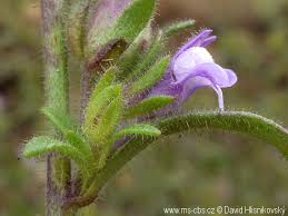 Attēlu rezultāti vaicājumam “Microrrhinum minus leaf”
