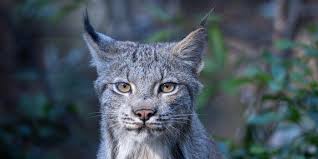 Afbeeldingsresultaat voor lynx