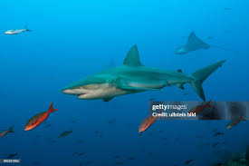 Image result for Carcharhinus galapagensis