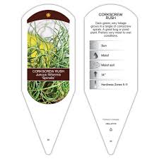 Attēlu rezultāti vaicājumam “Juncus filiformis”