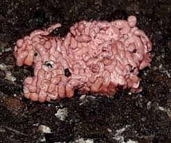 Attēlu rezultāti vaicājumam “Heterotrichia oerstedii (syn. Arcyria oerstedii) sessile”