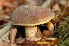 Attēlu rezultāti vaicājumam “Xerocomus pruinatus”