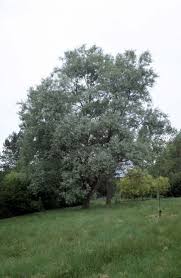 Attēlu rezultāti vaicājumam “Salix alba var. sericea”