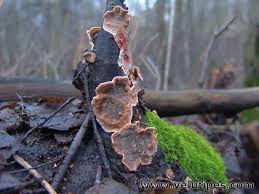 Attēlu rezultāti vaicājumam “Stereum rugosum”