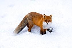 Attēlu rezultāti vaicājumam “Vulpes vulpes”