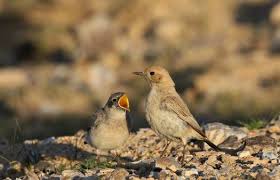Attēlu rezultāti vaicājumam “Oenanthe oenanthe juvenile”
