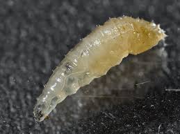 Attēlu rezultāti vaicājumam “Phoridae”