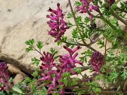 Image result for Fumaria officinalis
