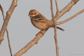Image result for Emberiza pallasi