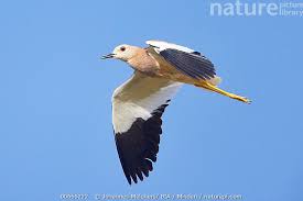 Image result for Vanellus leucurus