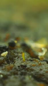 Attēlu rezultāti vaicājumam “Pilobolus crystallinus”