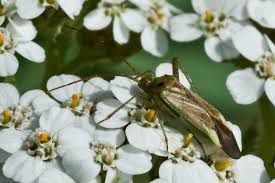 Attēlu rezultāti vaicājumam “Adelphocoris lineolatus imago”