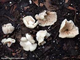 Attēlu rezultāti vaicājumam “Crepidotus versutus”