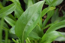 Image result for scabiosa caucasica