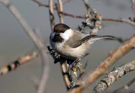 Image result for Poecile montana