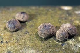 Attēlu rezultāti vaicājumam “Hypoxylon fuscum”