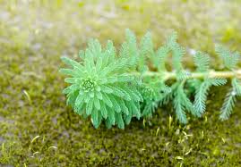 Attēlu rezultāti vaicājumam “Haloragaceae”