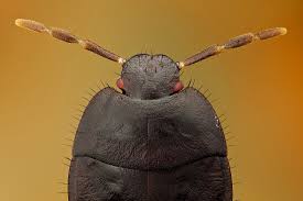 Attēlu rezultāti vaicājumam “Cydnidae”