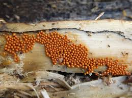 Attēlu rezultāti vaicājumam “Trichia scabra”